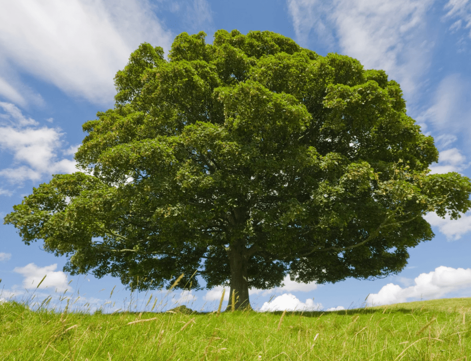 Día Mundial del&nbsp;Árbol