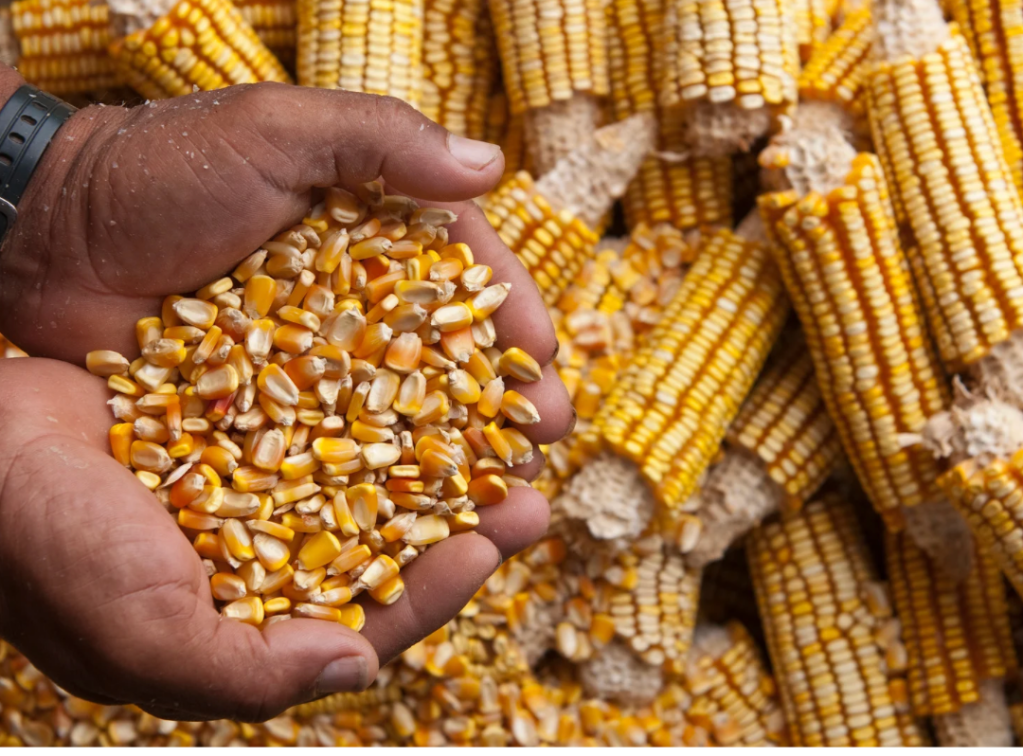El maíz y la&nbsp;cosecha